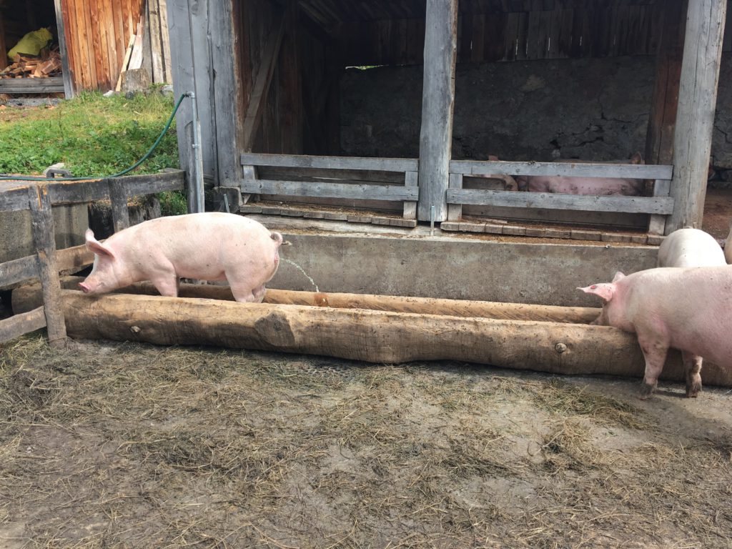 Schwein gehabt - Transalp selbst planen